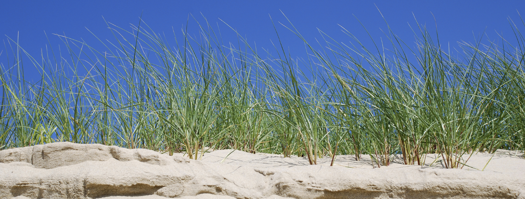 beach grass